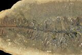 Fossil Fern (Pecopteris) - Mazon Creek #121044-1